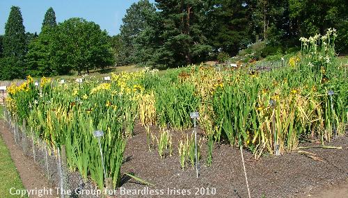 View of Spuria Trial (4)